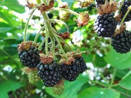 blackberry growing on a twig in the garden. harvest, summer, gardening, berries, farm photo