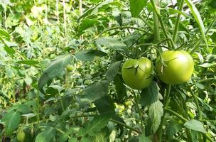 green tomatoes growing on a twig in a vegetable garden. harvest, summer, gardening vegetables, farm, greenhouse. place for text, copy space