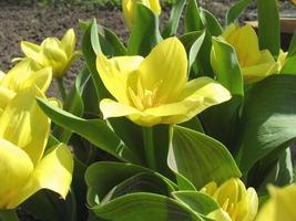 crece el fondo de primavera con hermosos tulipanes amarillos foto