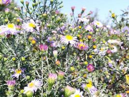 los asteres florecen en un macizo de flores de otoño en un día soleado. primer plano flores otoño foto