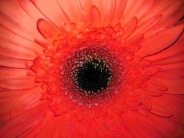 macro de primer plano de flor roja de gerbera. fondo para diseño, postal foto