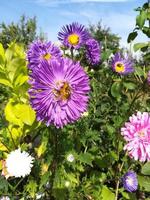 flores de aster en un día soleado púrpura y rosa foto