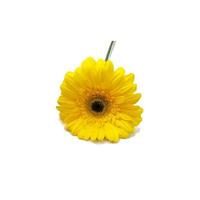 yellow gerbera flower isolated on a white background. photo