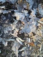 escarcha en las hojas caídas. fondo de la estación fría del año. otoño invierno. foto