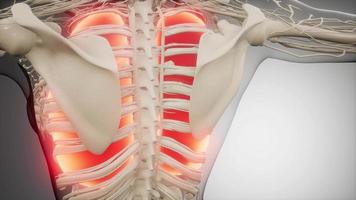 Human Lungs Radiology Exam video