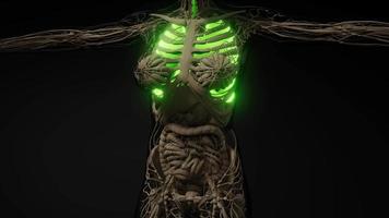 esame di radiologia dei polmoni umani video