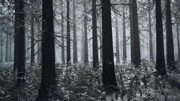 bosque de invierno congelado en la niebla