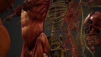 animerad 3d mänsklig anatomi illustration video