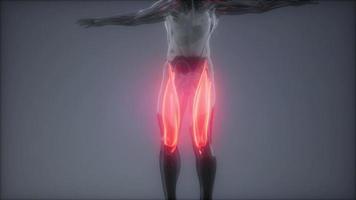 muscles de la cuisse - carte d'anatomie musculaire visible video