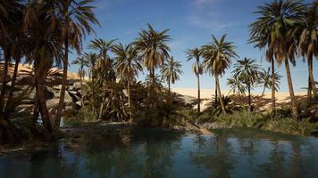 étang et palmiers dans une oasis du désert video