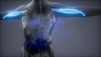 bíceps - mapa de anatomia muscular visível video