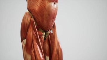 sistema muscular de animación del cuerpo humano video