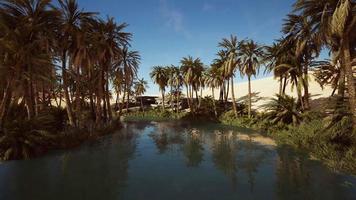 palmeiras florescem em torno de uma piscina de água em um parque no deserto de palmeiras
