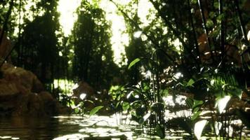grüner Bambushain in der Nähe eines kleinen ruhigen Teichs video