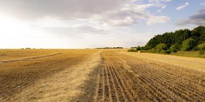 paisaje con campo de trigo cosechado en ucrania foto