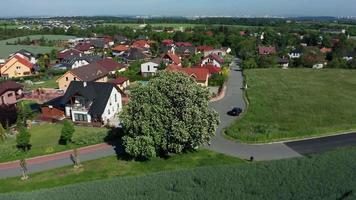 drone en orbite autour d'un châtaignier en fleurs video