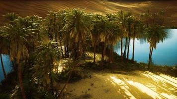 oase in der heißen sahara-wüste video