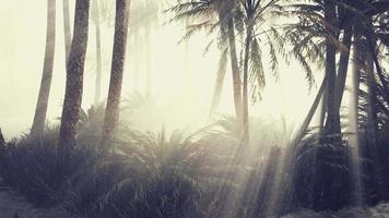 cocotiers dans le brouillard profond du matin video