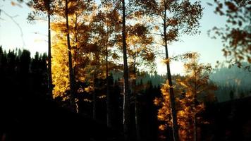 paisagem de outono de montanha com floresta amarela