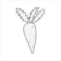 Hand drawn vector illustration of a carrot in doodle style. Cute illustration of a vegetable on a white background.