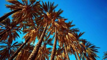 follaje de palmera de coco bajo el cielo
