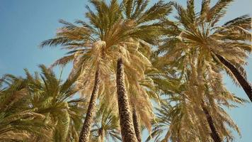 Coconut palm tree foliage under sky video