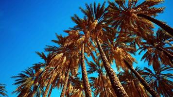 tropische palmbomen van onderen video