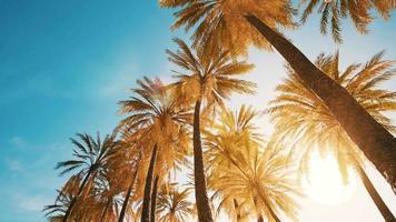 view of the palm trees passing by under blue skies video