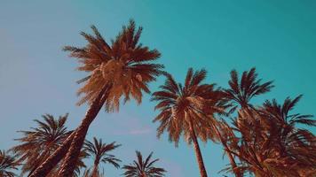 view of the palm trees passing by under blue skies video