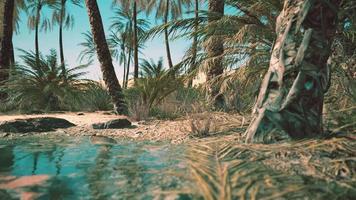 grüne oase mit teich in der sahara-wüste video