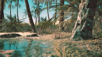 oasis verde con estanque en el desierto del sahara video