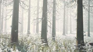 siluetas místicas de árboles en el bosque de invierno brumoso video