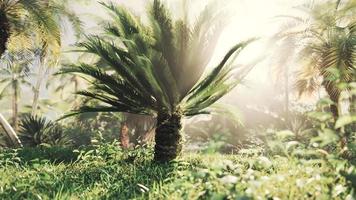 dimmig regnskog och ljus sol strålar genom trädgrenar video