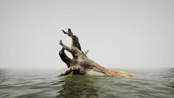 árbol muerto aislado en el agua en la playa en blanco y negro, soledad. video