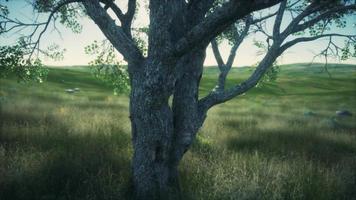 grand arbre dans les plaines de savane du parc national d'etosha en namibie video