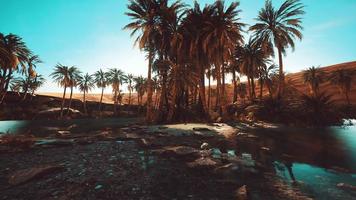 palmiers dans le désert du sahara video