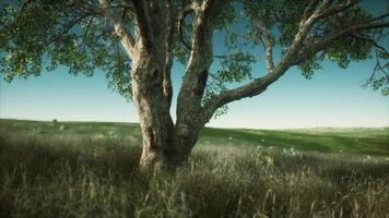 Large tree in the open savanna plains of Etosha national park in Namibia video