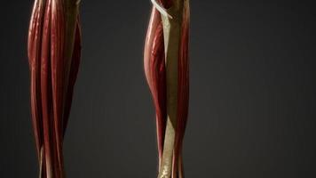 sistema muscolare dell'animazione del corpo umano video