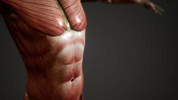 Muscular System of human body animation video