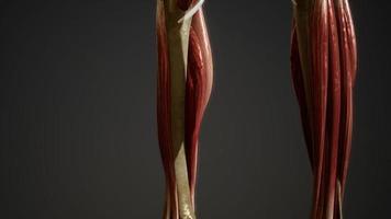 sistema muscular de animação do corpo humano video