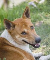 perro marrón de bangladesh. foto