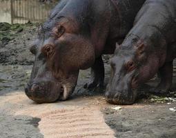 Close up shot of Hippopotamus, hippopotamus amphibius.