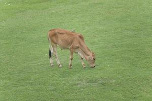 vacas. vaca en bangladesh. foto