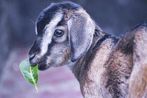Bangladeshi Goat eating leaf. photo