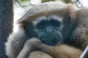 Emotion of a cute monkey. Sad monkey. photo