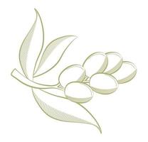 olive branch design vector