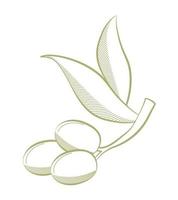 olive branch illustration vector