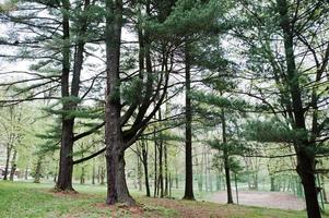 Pine forest at Transcarpathian mountains photo