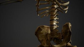 os du squelette humain video