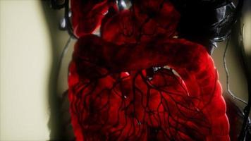 contrast-mri van de organen van het menselijk lichaam video